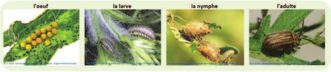 Connaître et reconnaître : la chrysomèle de l ambroisie Une fois n est pas coutume dans ce BSV, il est aujourd hui question d un insecte dont on peut espérer qu il soit importé en France via les