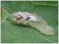 Auxiliaires L activité des auxiliaires est relativement faible. On observe tout de même des syrphes (adultes et larves) en faible nombre.