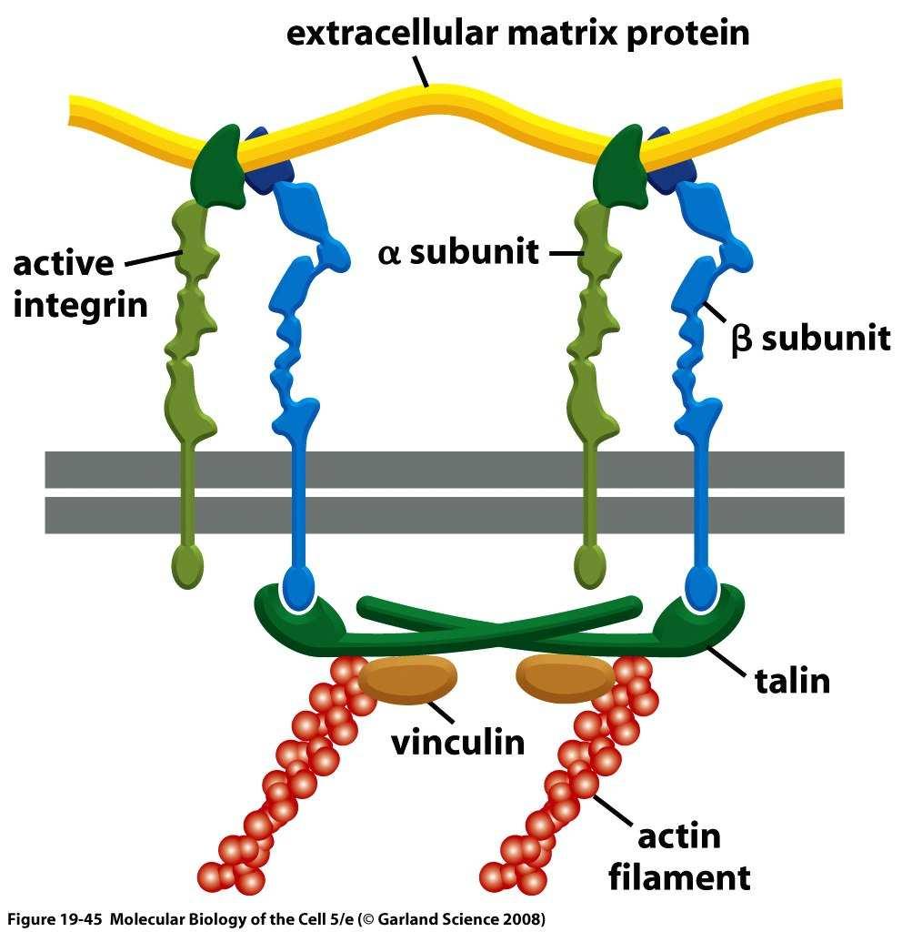2- Les Intégrines: Interactions Cellule / Matrice extracellulaire Actine Contacts focaux Extracellulaire