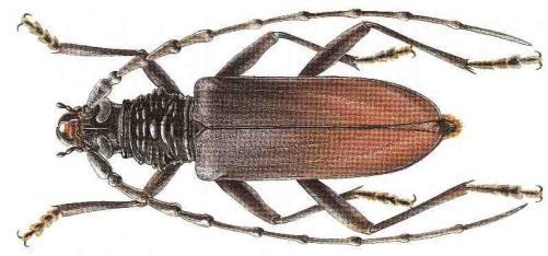 Les antennes dépassent de trois ou quatre articles l extrémité de l abdomen chez le mâle. Elles atteignent au plus l extrémité de l abdomen chez la femelle.