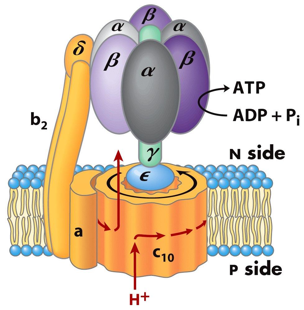 2. L ATP synthase mitochondriale F 1 α 3 β 3 γδε F 0 a, b, c F 1 : contient le site catalytique pour la synthèse d ATP particule sphérique (côté matriciel) F 0 :
