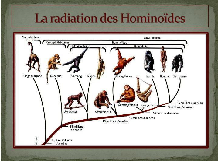 Ouest. Il y a 30 millions d années, débute la radiation des singes dits modernes. Notre famille est celle des grands singes hominoïdes.