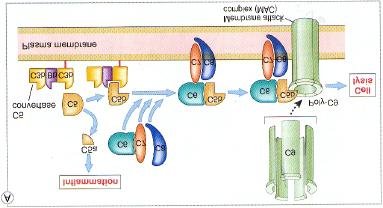 convertase Formation de la C5 convertase et du complexe d