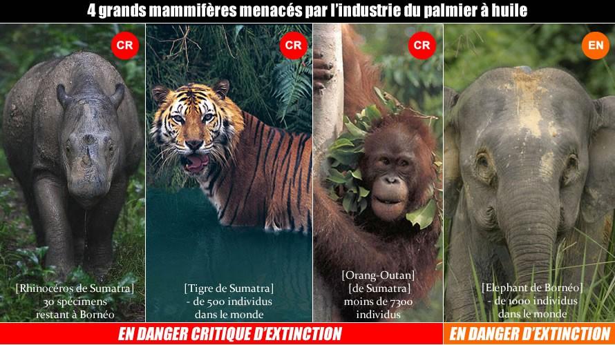 Selon le WWF, cinq grands mammifères d'indonésie sont en voix d'extinction, à cause de la réduction de leur espace vital imputable aux plantations de palmiers.
