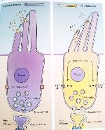 social Presbyacousie Destructions de cellules ciliées