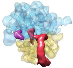 imité du canal ARNm. Une seconde molécule de SmpB est retrouvée au contact de la grande sous-unité.