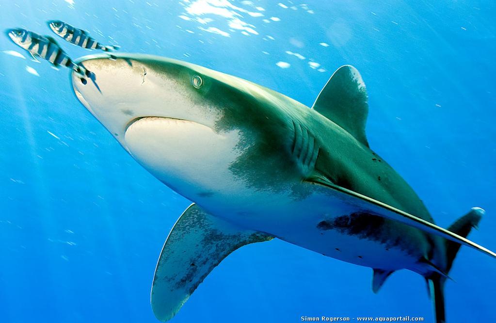 La probiose bénéfique pour un des deux individus Exemple de parécie Poisson «pilote» et requin Proche de la tête du