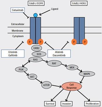 Introduction réversible au domaine intracellulaire tyrosine kinase de façon compétitive avec l ATP.
