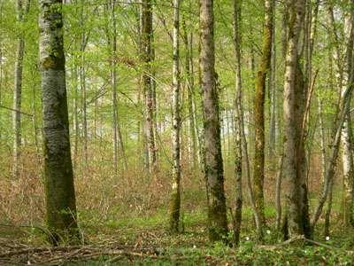 Le bois Saint-Martin Préserver le Bois Saint-Martin et l ouvrir partiellement au public. Le Bois Saint-Martin constitue avec ses 278 hectares le poumon vert de la ville.