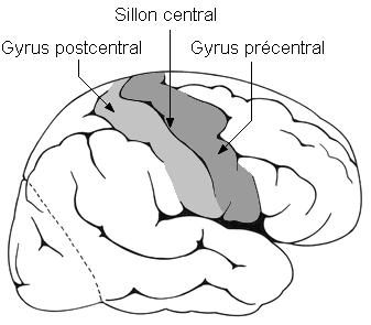 C. Face inférieure Pour observer la face inférieure du cerveau, il est nécessaire de sectionner le tronc cérébral et le cervelet.