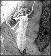 branchies branchies Fig. 5 Larve de demoiselle Fig. 6 Larve de libellule En se nourrissant, la larve devient trop grosse pour sa peau rigide.