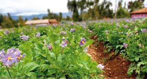 Contamination de l eau par les pesticides dans les secteurs de production de pommes de terre Résultats des suivis de la qualité de l eau Isabelle Giroux Direction du suivi de l état de l