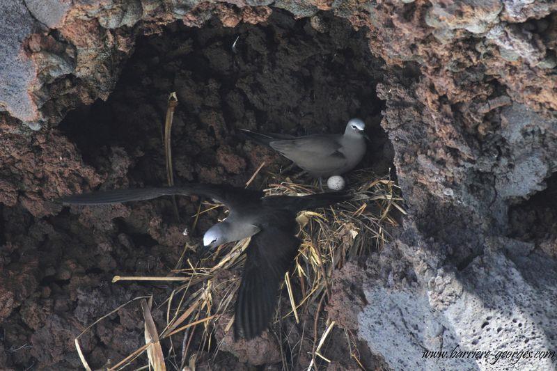 NIDIFICATION A la Réunion, la nidification a lieu de décembre en janvier à même la paroi rocheuse.