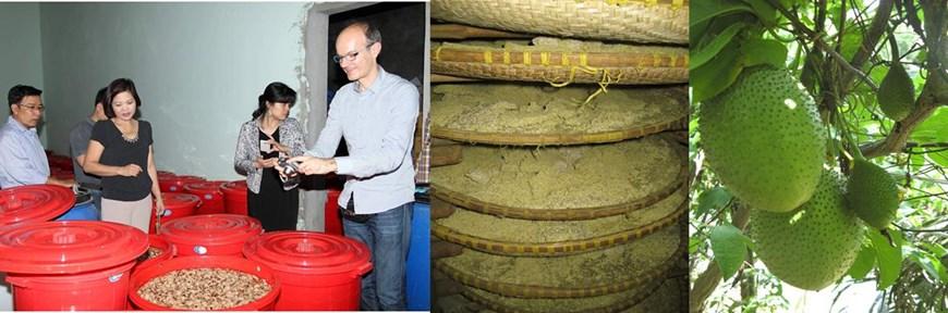 A gauche : visite d'une vinaigrerie de litchi à Bac Giang ; au milieu : procédé koji de fermentation en milieu solide du riz pour l'élaboration de la sauce soja ; à droite : le gac (Momordica