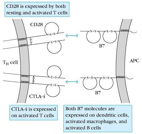 CD28 et ses