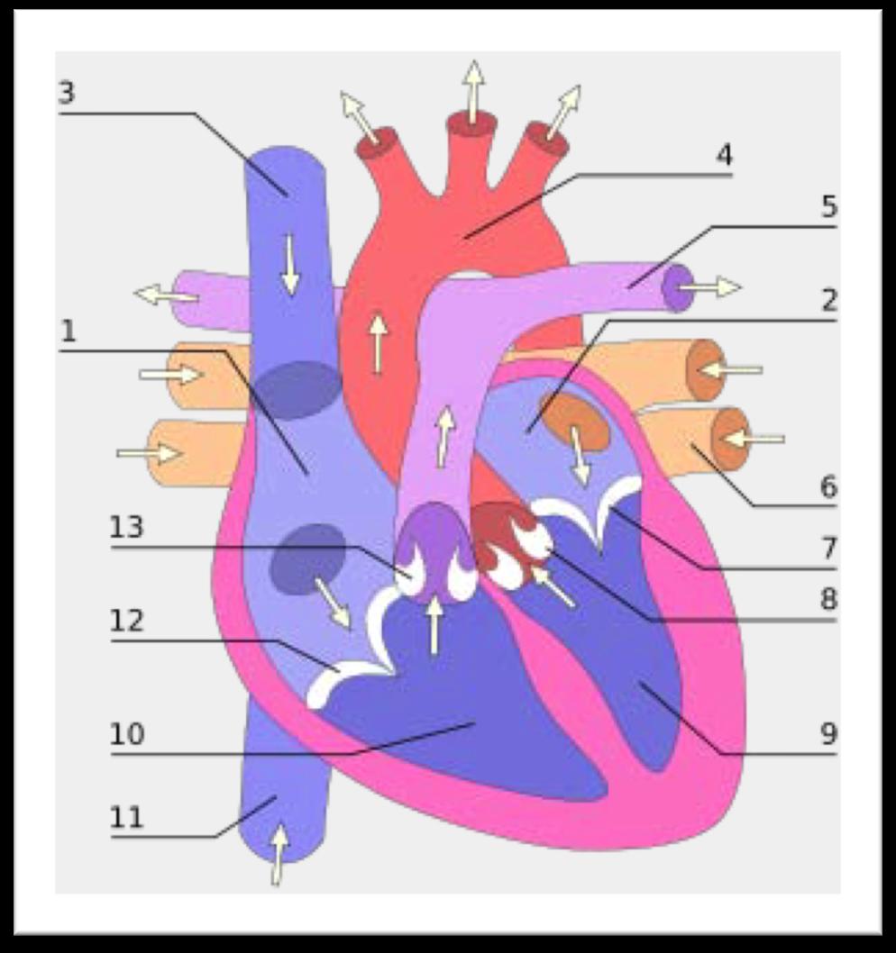 1 atrium droit 2 atrium gauche 3 veine cave supérieure 4 aorte 5 artère pulmonaire 6 veine pulmonaire 7 valve mitrale (atrio ventriculaire) 8