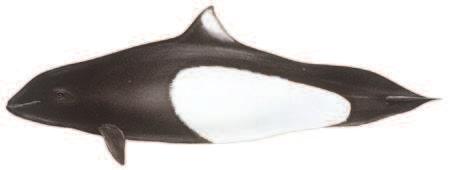 cétacé local qui saute entièrement hors de l eau Orque Orcinus orca LONGUEUR 6-9 m /