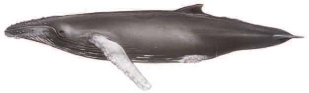 Petit rorqual Balaenoptera acutorostrata LONGUEUR 7-10 m / 23-33 ft NAGEOIRE DORSALE Incurvée, très en arrière sur le corps APPARENCE Coloration gris foncé à noir ; bande