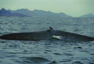 ; expose souvent sa nageoire caudale lors des plongées Baleine franche du pacifique nord Eubalaena japonica LONGUEUR 11-15 m / 37-50 ft