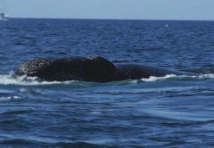 COMPORTEMENT Large souffle en forme de V ; soulève à l occasion sa nageoire caudale lors des plongées NOTE : La baleine franche du Pacifique