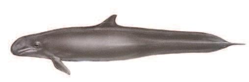 Dauphin du nord Lissodelphis borealis LONGUEUR Jusqu à 3 m / 9 ft NAGEOIRE DORSALE Absente, la seule espèce de dauphin du