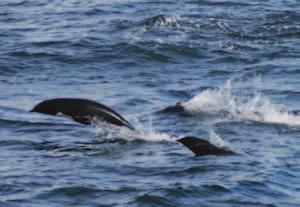 groupes de 10-50 ; peut marsouiner («porpoise»), sauter («breach»), espionner en surface («spyhop») Dauphin commun à bec court