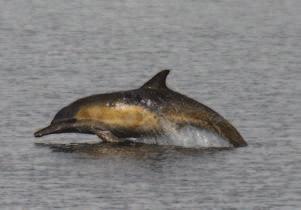 des petits groupes (2-3) ou des animaux isolés ont été observés ; très acrobatique Fausse orque Pseudorca crassidens LONGUEUR