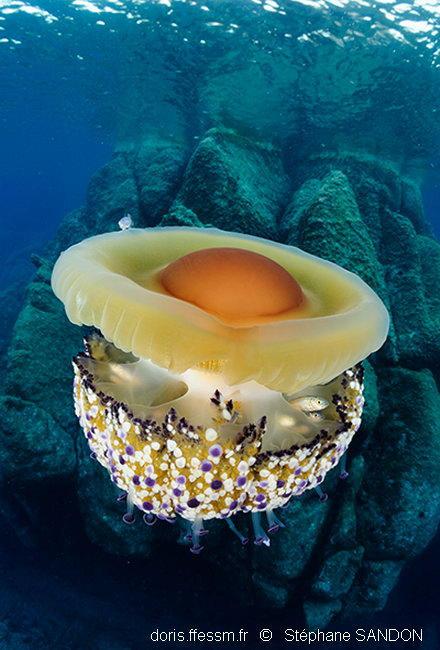 Méduse œuf au plat.