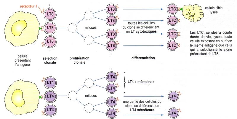 C est l amplification clonale car chaque clone de LT sélectionné est, après cette étape, foré de cellules bien plus nombreuses et qui reconnaissent toutes le même antigène.
