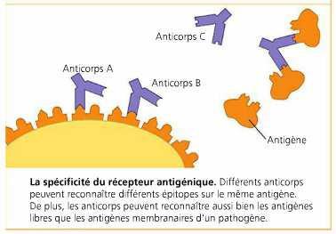 Il existe une grande variété d antigènes complets (protéines, acides nucléiques, lipides, polysaccharides). La plupart du temps, un même microorganisme porte beaucoup antigènes complets différents.
