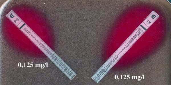 CMI de la pénicilline G (PG) et du céfotaxime (CTX) mesurées par E-test chez une souche de S.