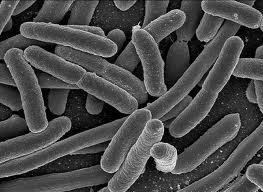 Règne des monères Essentiellement les bactéries Plusieurs peuvent se déplacer à l aide de cils. Leur reproduction est asexuée.
