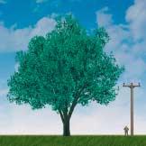 Quercus alba Chêne blanc White Oak 14 m Famille : Fagacées Forme : grand arbre Zone de rusticité : 4 a Croissance : lente Hauteur (m) : 25,0 Largeur (m) : 25,0 Valeur ornementale : élevée Aspect :