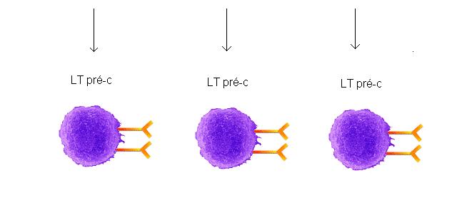 Les LTc sont alors capables d'éliminer les cellules infectées et qui portent l'antigène à leur surface Activation, prolifération puis différenciation des lymphocytes T suite à la rencontre avec un