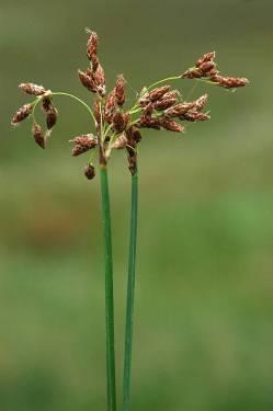 Cladium mariscus Roselière La flore :