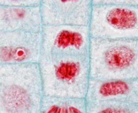 Anaphase Télophase Les chromatides sœurs se déplacent vers les pôles opposés de la cellule.
