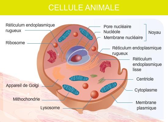 intestins Organite : réticulum endoplasmique Partie du corps : veines Organite : mitochondrie Partie du corps : RÔLE * analogie Elle enveloppe et protège le contenu de la cellule.