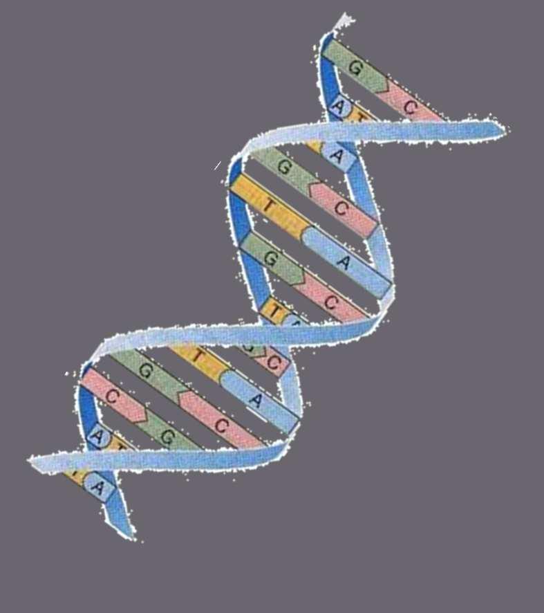 Rappel ADN (Acide désoxyribonucléique)