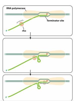4. Maturation des transcrits primaires - Le transcrit primaire correspond à l ARN non mature qui nécessite une maturation sous forme de clivages ou de