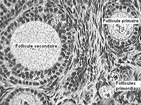 Cellules Follicules dans un