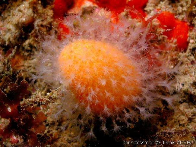 Pour cette raison les alcyons sont aussi appelés coraux mous.