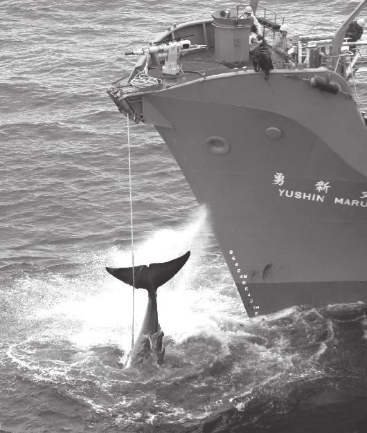 DÉCEMBRE Deux navires de Greenpeace, l Esperanza et l Arctic Sunrise, affrontent la flotte baleinière de l Office japonais des pêcheries dans le Sanctuaire de baleines de l océan Austral.