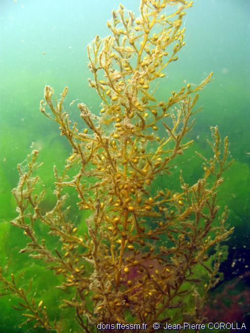 Les algues Plante ou algue? Multiplication végétative : un fragment de thalle donne un nouvel individu.