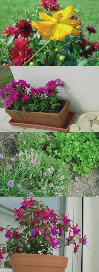 10 Jardiniers ou jardinières Pour semer : dans le cas d une pelouse ou de plantes d ornement, il est conseillé d utiliser environ 8 à 10 kg de compost au m2.