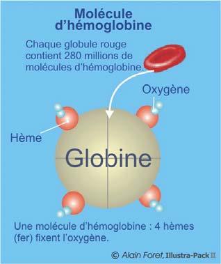 Il peut demeurer ainsi ou se combiner à l hémoglobine pour former l oxyhémoglobine.
