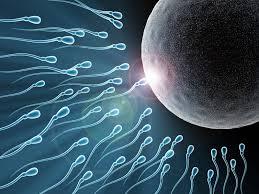 pic de croissance et développement de la pilosité pubienne chez les deux), les organes reproducteurs du garçon et de la fille commencent à fonctionner (premières règles chez les filles, premières