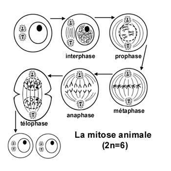 LA MITOSE Phase M du cycle cellulaire 1 cellule mère donne 2 cellules filles