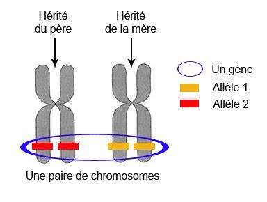 Un gène est un petit fragment d ADN qui code pour un caractère.