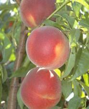 Ils sont greffés sur un prunus persica ou missouri