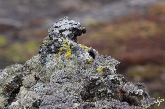Lichens sur un rocher Lichen sur coulée de lave Islande